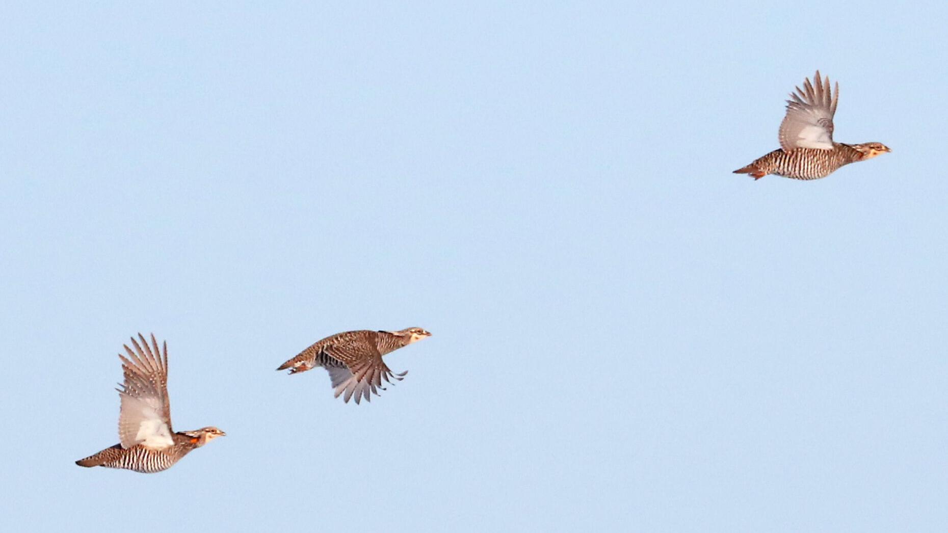 Peter D. Ziegler: Solar farm could doom prairie chickens